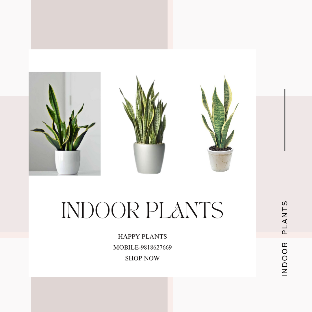 Plant Serenity